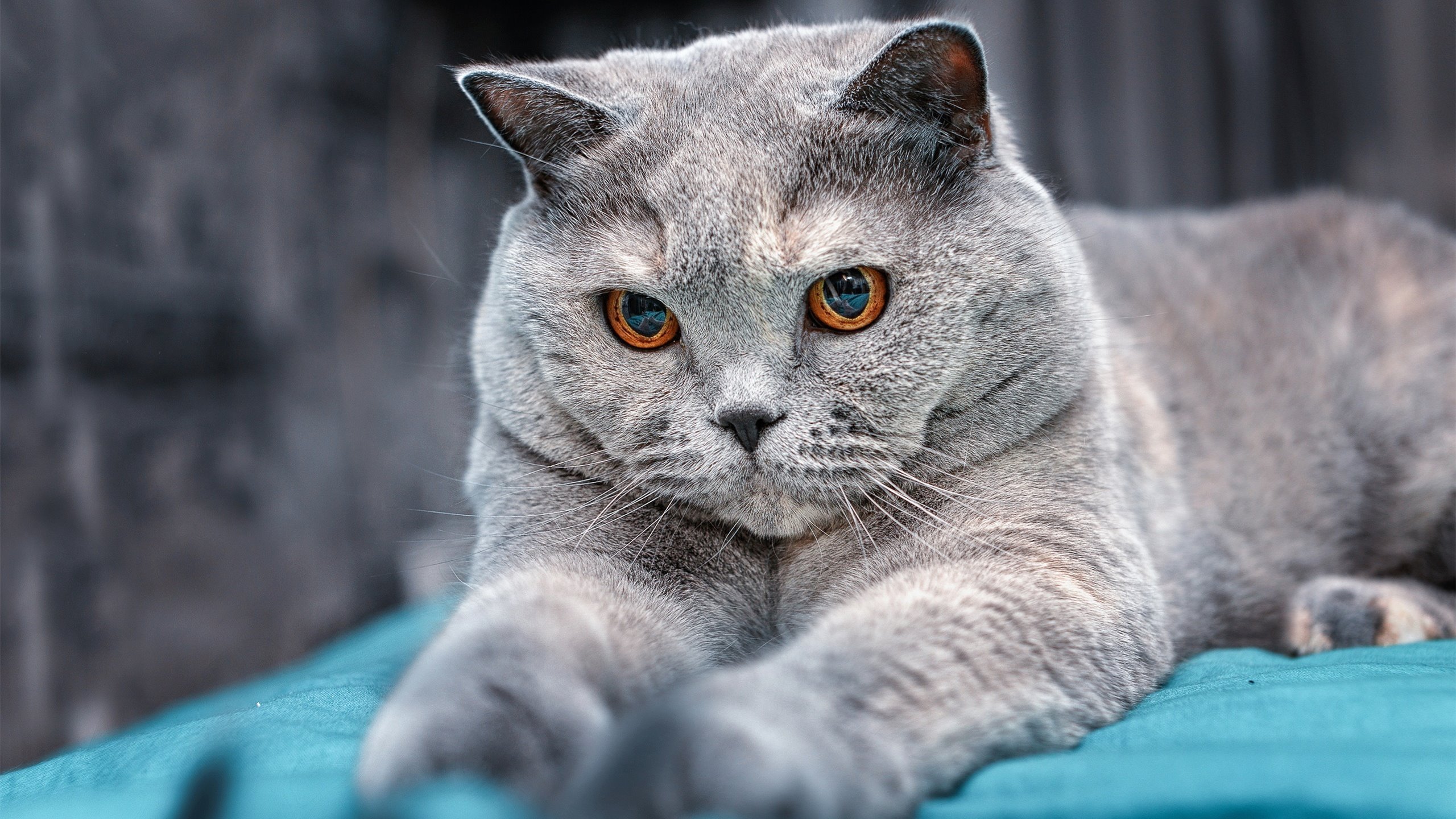 【夺冠经验】丁俊晖:攻守战术的完美结合,丁俊晖!