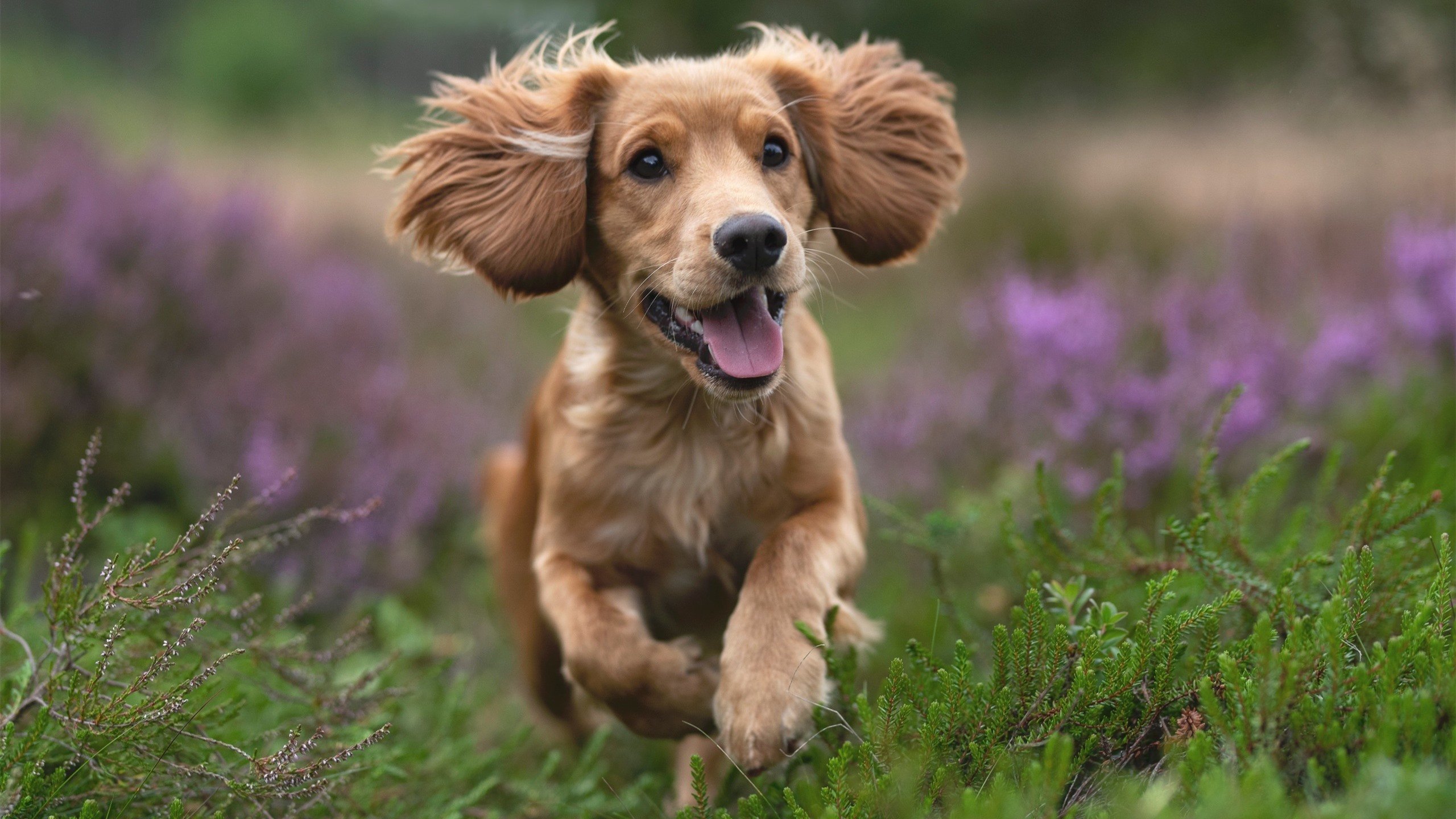九游官网pc-伊朗队雪地滑跪庆祝进球，冻掉了膝盖套，伊朗滑雪胜地