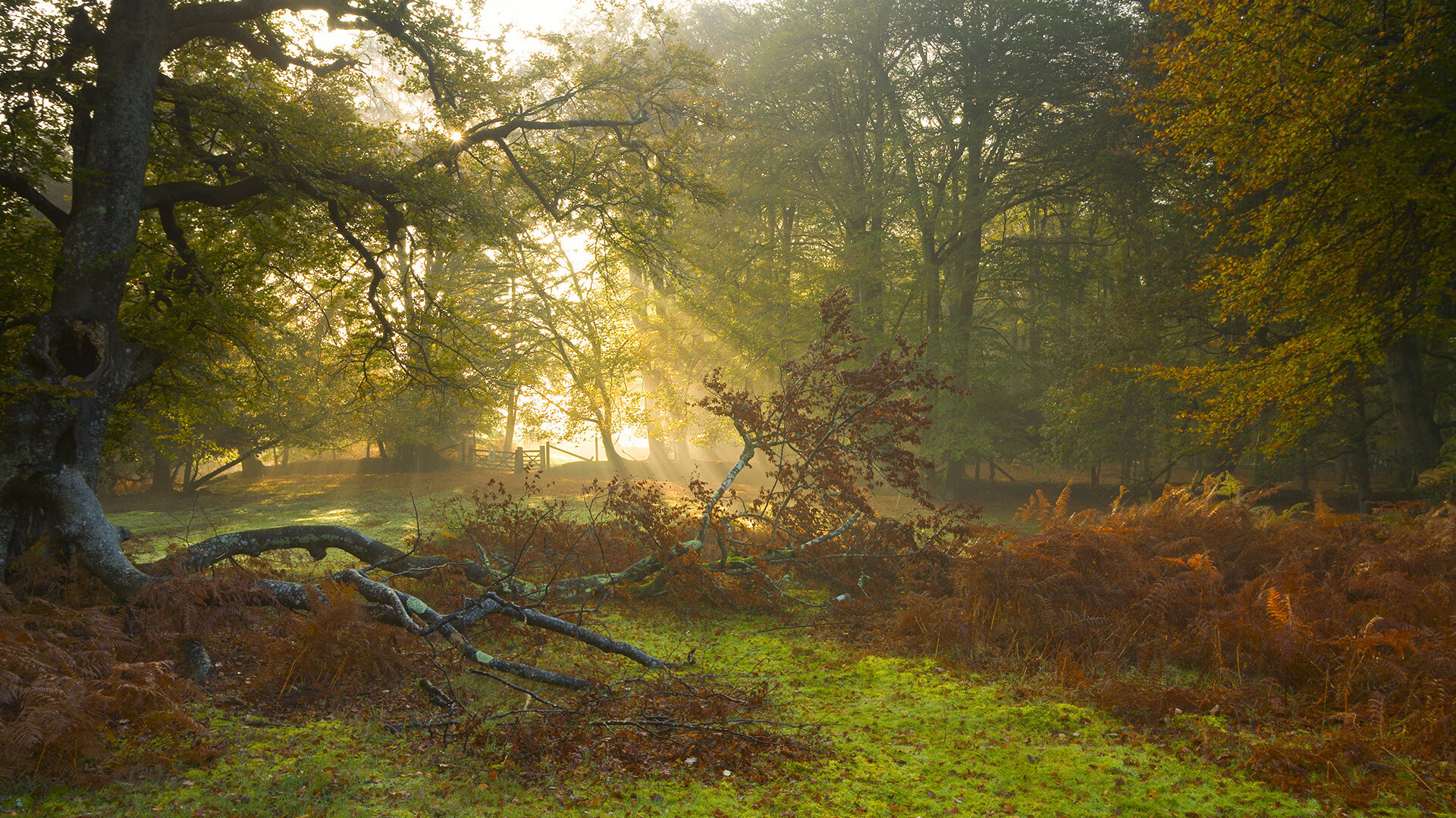 九游网-冬奥最潮队伍！墨西哥全员“墨镜+球鞋”登场，墨西哥参加东京奥运会吗