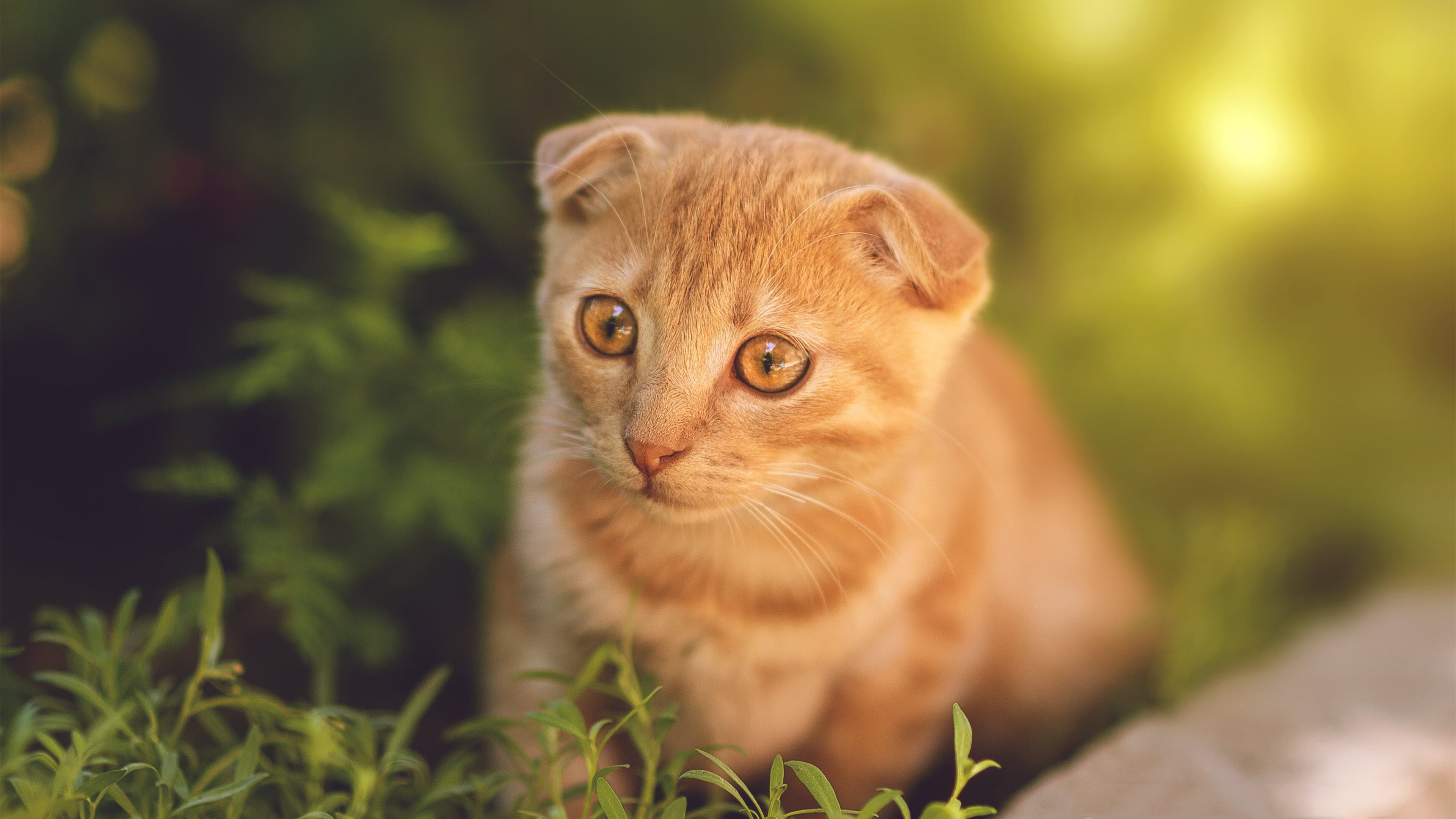 九游网页版官网-意甲激战，比分2-3，比赛高潮：关键点球和门将神救，数据：角球数高于对手