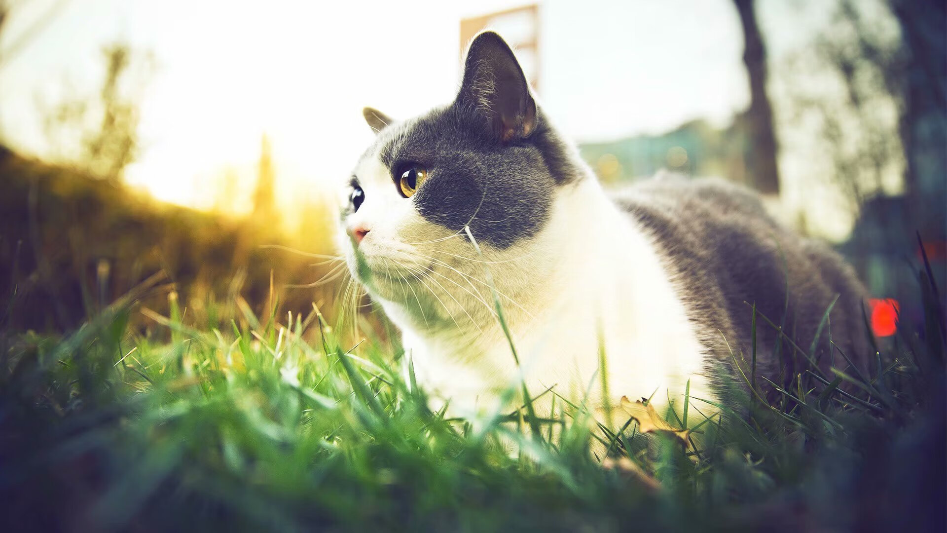 九游登录入口-北京国安主场气氛火热，2020北京国安主场在哪