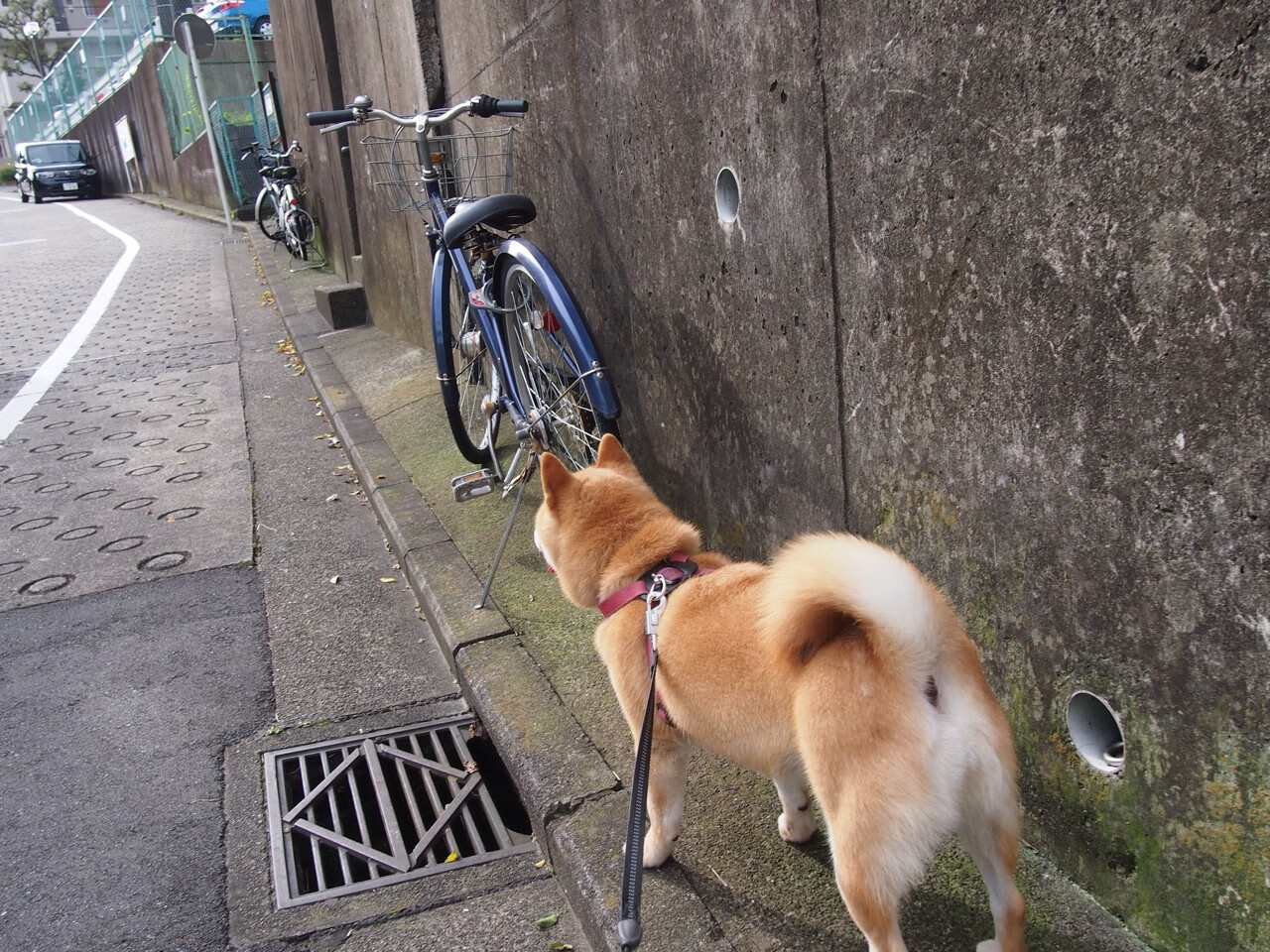 九游官网pc-赫塔福德联赢得英格兰联赛杯比赛，德甲赫塔对多特