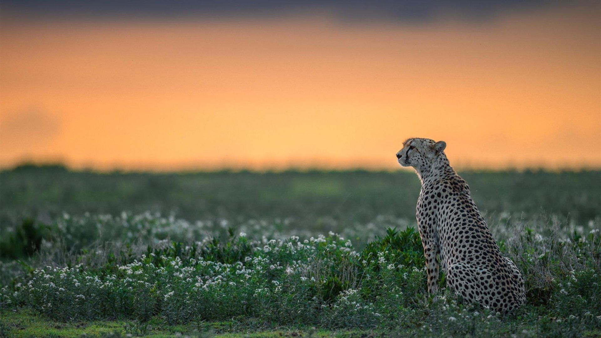 中超联赛中国足球夺冠 历史回顾令人振奋，中超冠军历史
