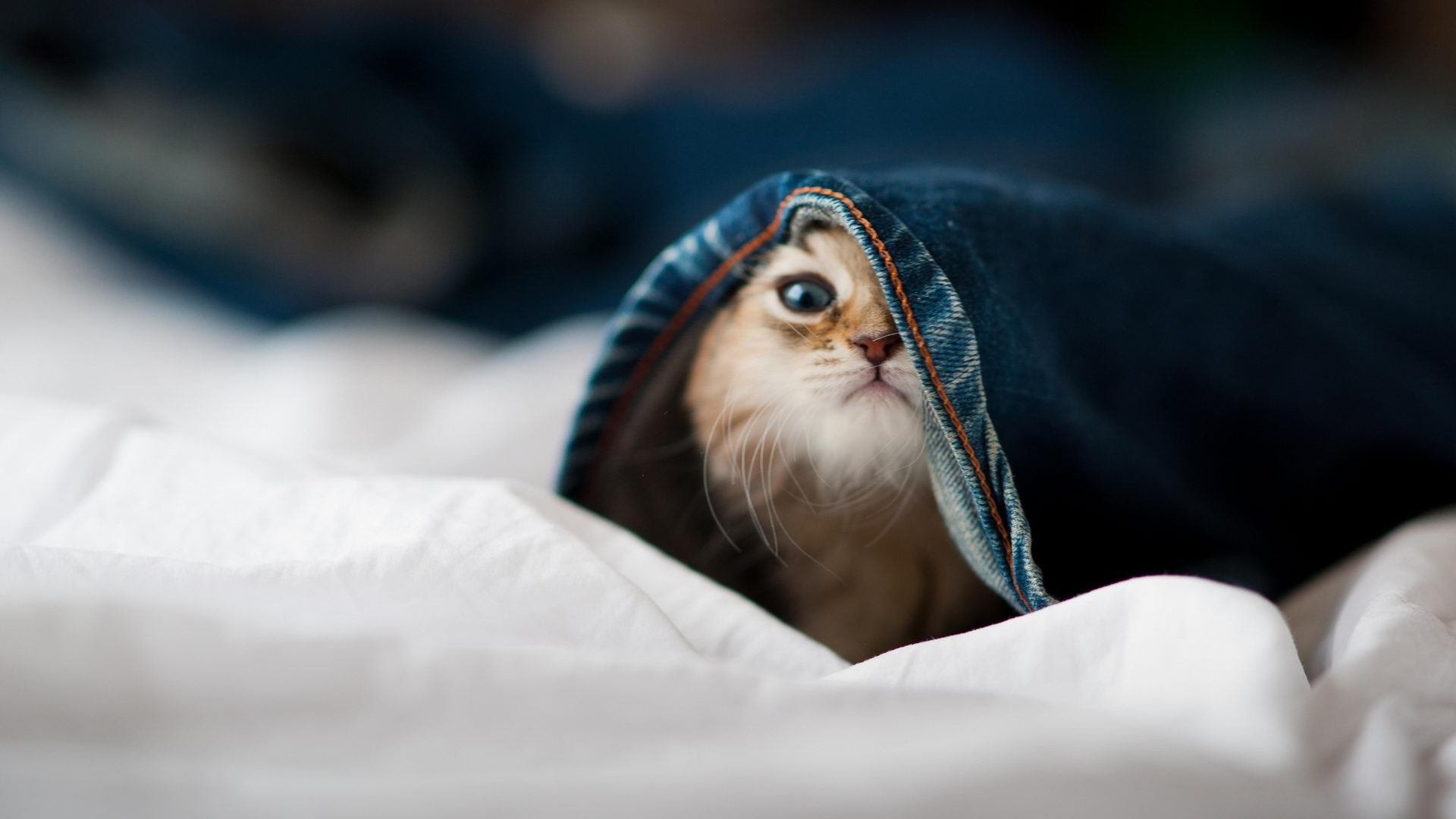 九游下载安装-职业联赛薪酬分配缺乏合理性，职业联赛的作用