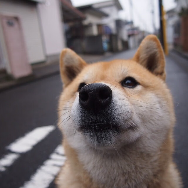 乌拉圭女篮在南美锦标赛中夺冠，提升国际影响力，乌拉圭女子篮球