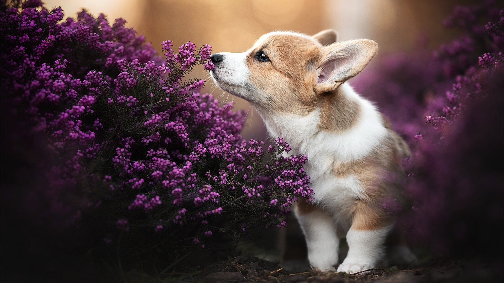 赛前制定多套应对预案帮助球队面对对手多变战术安排，赛前准备方案