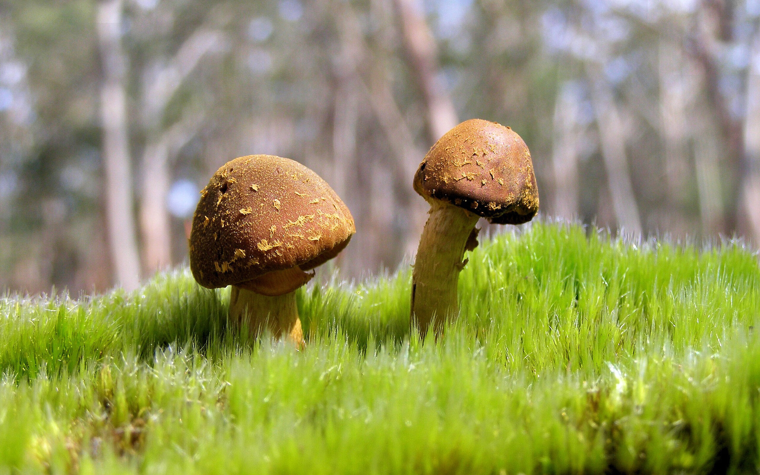 跳水动作完成度高比利时获好评,各国跳水对比